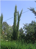 Cupressus sempervirens, Zagreb 